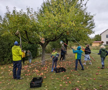 Erntezeit auf der Schulwiese: Die 5a und die Schülerfirma packen gemeinsam an 